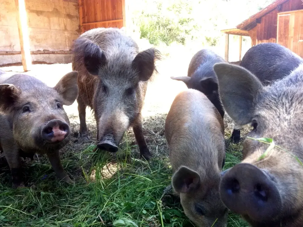 Schweine auf dem Krameterhof.